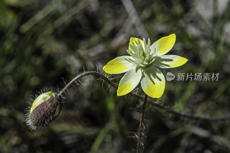 奶油菊(Platystemon california)是罂粟科开花植物中的一个单种属。Pepperwood保存;圣罗莎;加利福尼亚州索诺玛县